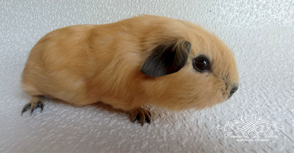 Kalifornisches Meerschweinchen