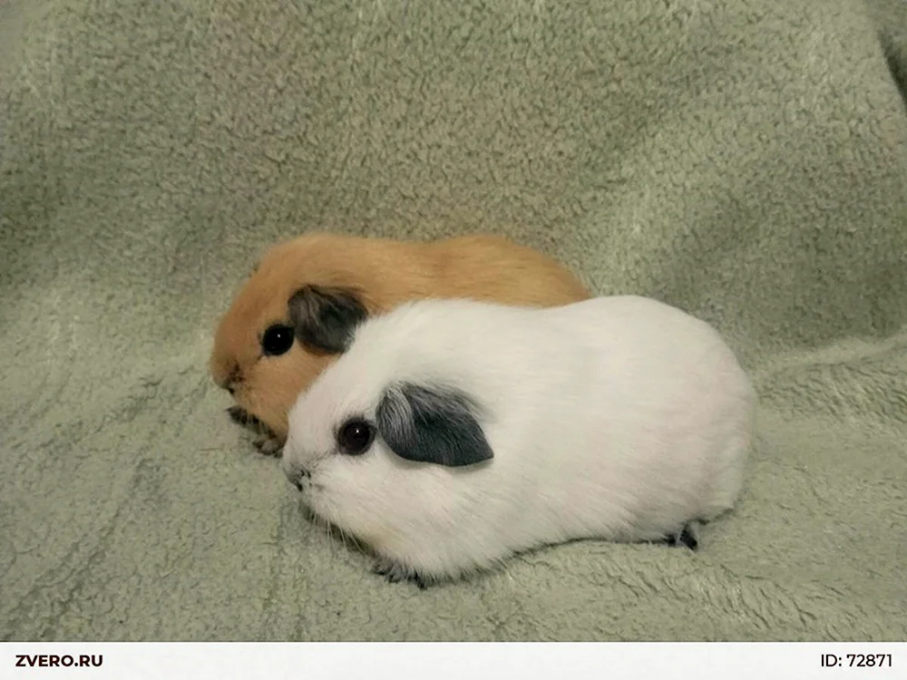 Kalifornisches Meerschweinchen