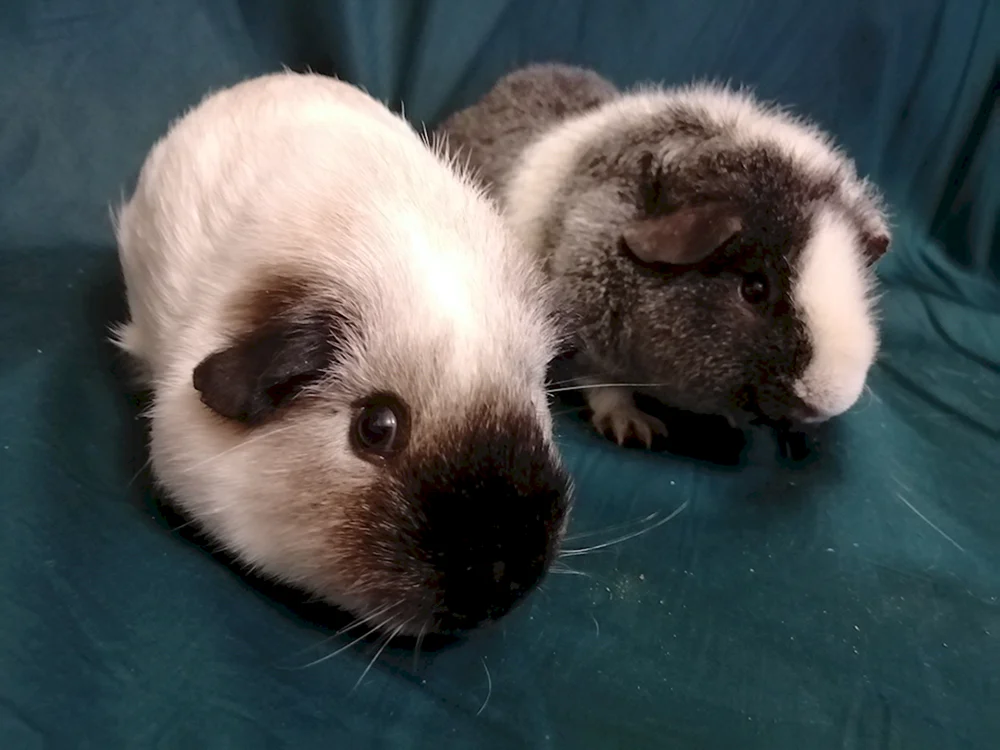Kalifornisches Meerschweinchen