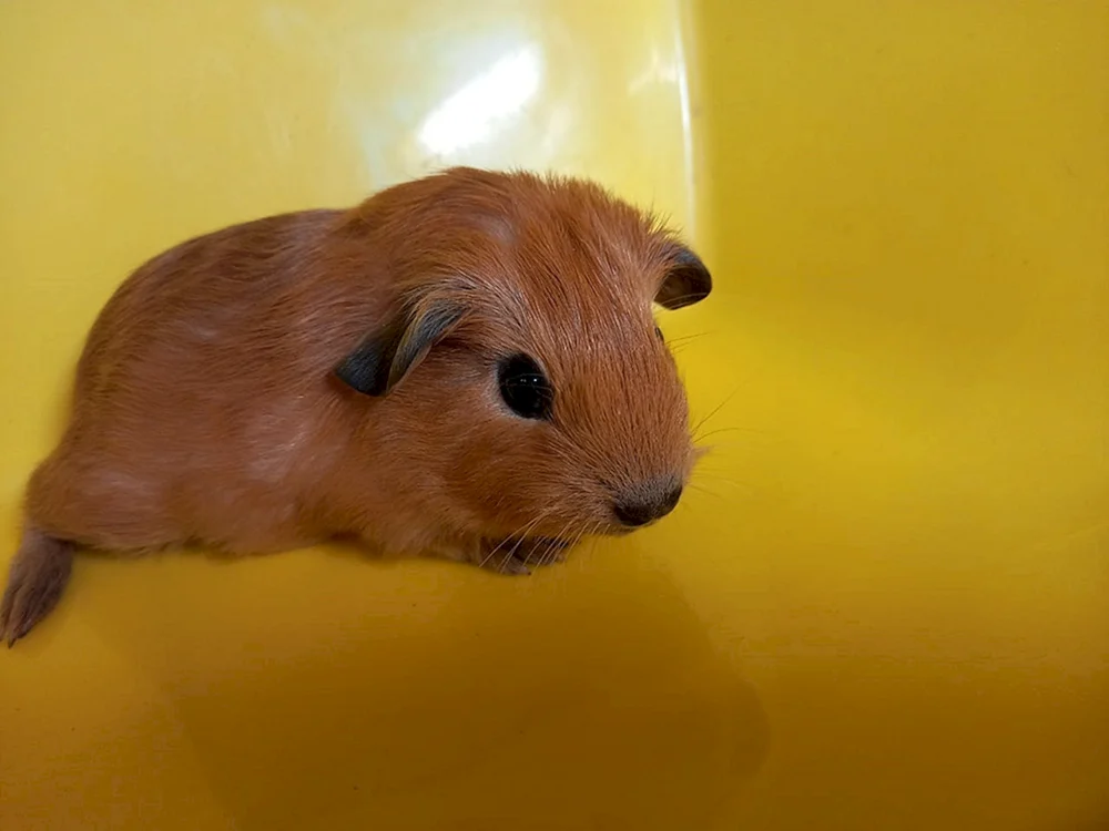 Himalaya-Meerschweinchen