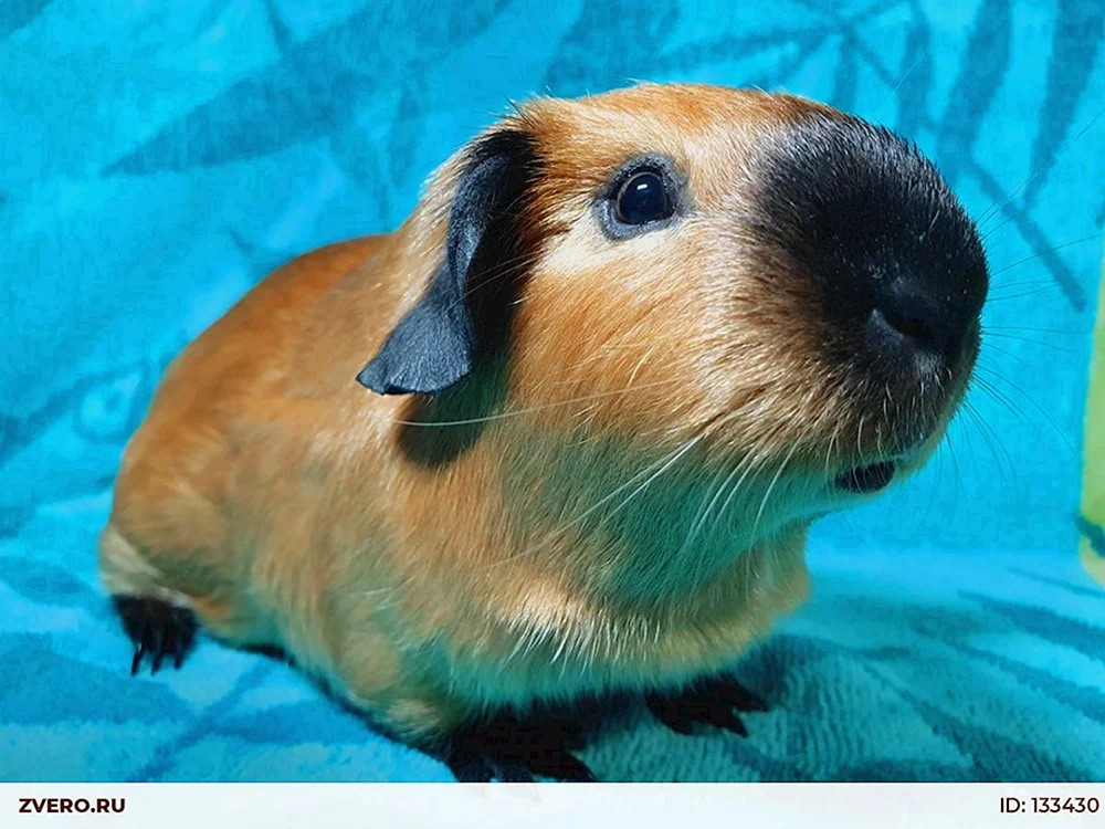 Kalifornisches Meerschweinchen