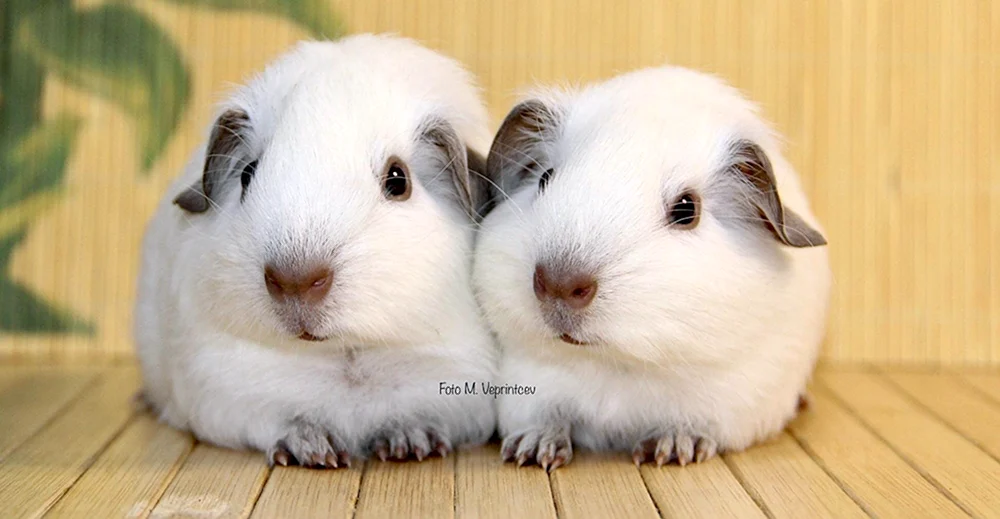 Kalifornisches Meerschweinchen
