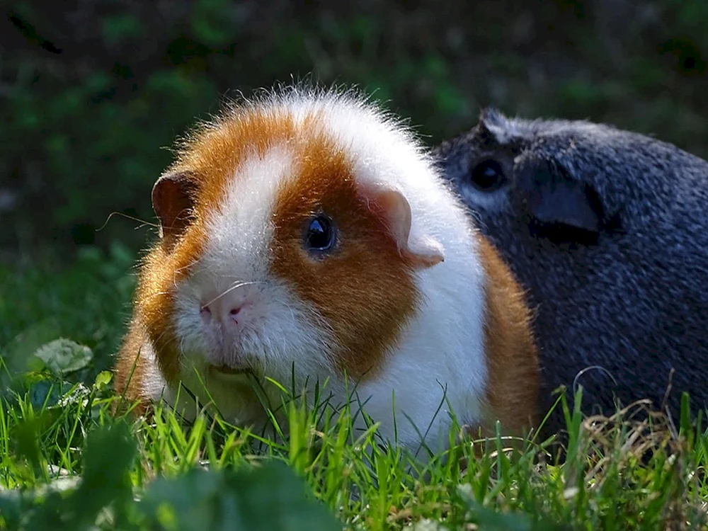 Piggy Minischwein