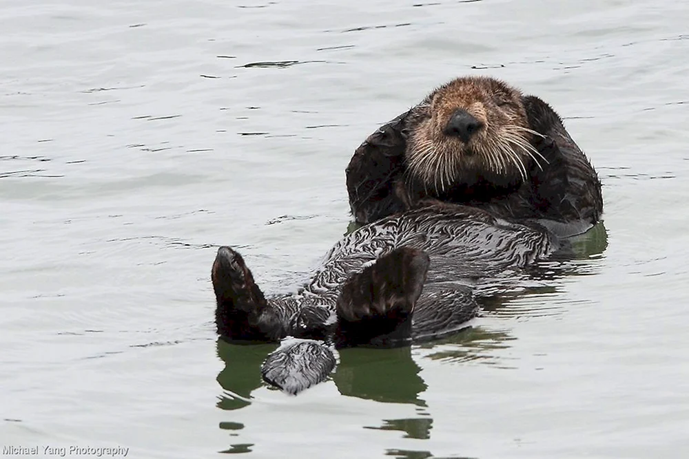 Marine otter kalan
