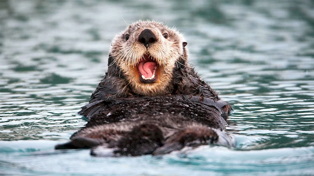 Marine otter kalan