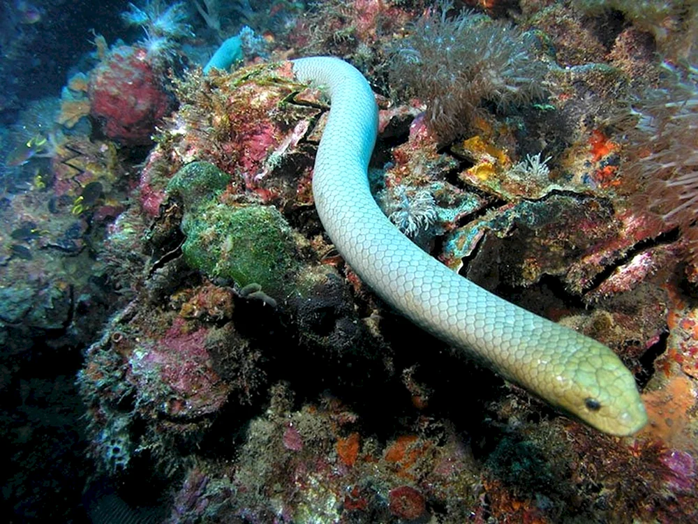 Murena-Fisch giftig