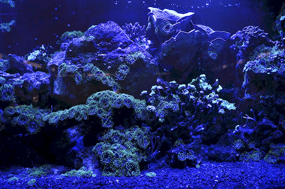 Aquarienhintergrund für Aquarium