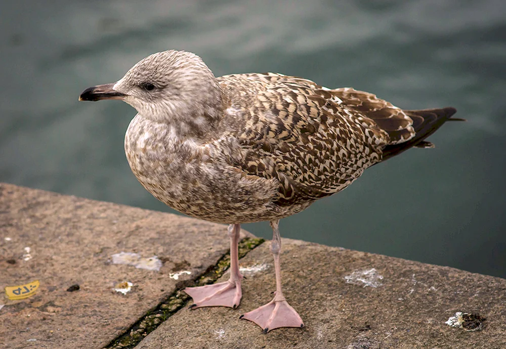 Vögel von St. Petersburg