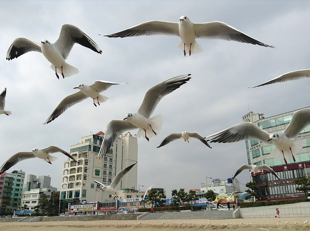 Mehr Möwen. Vögel der Türkei