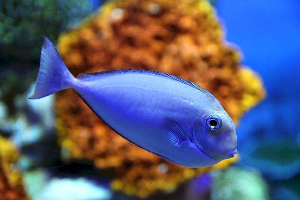 Amphiprion picasso