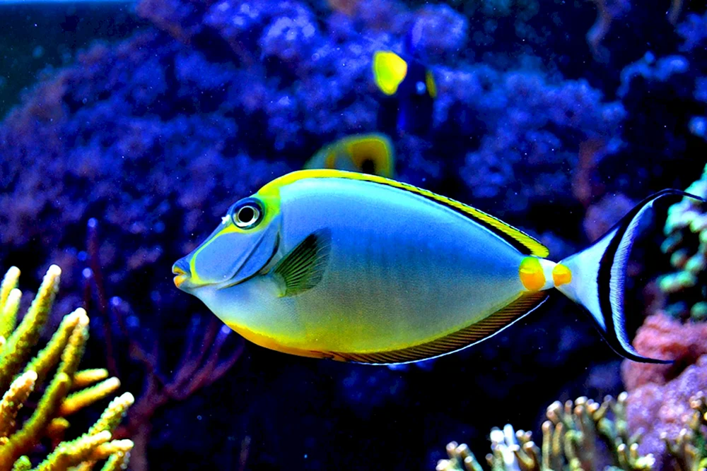 Arabischer Doktorfisch