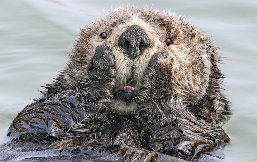 Seeotter in Alaska