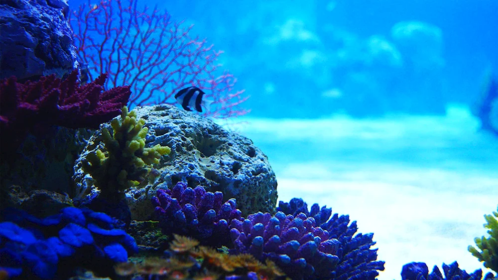 Norwegische Aquascape
