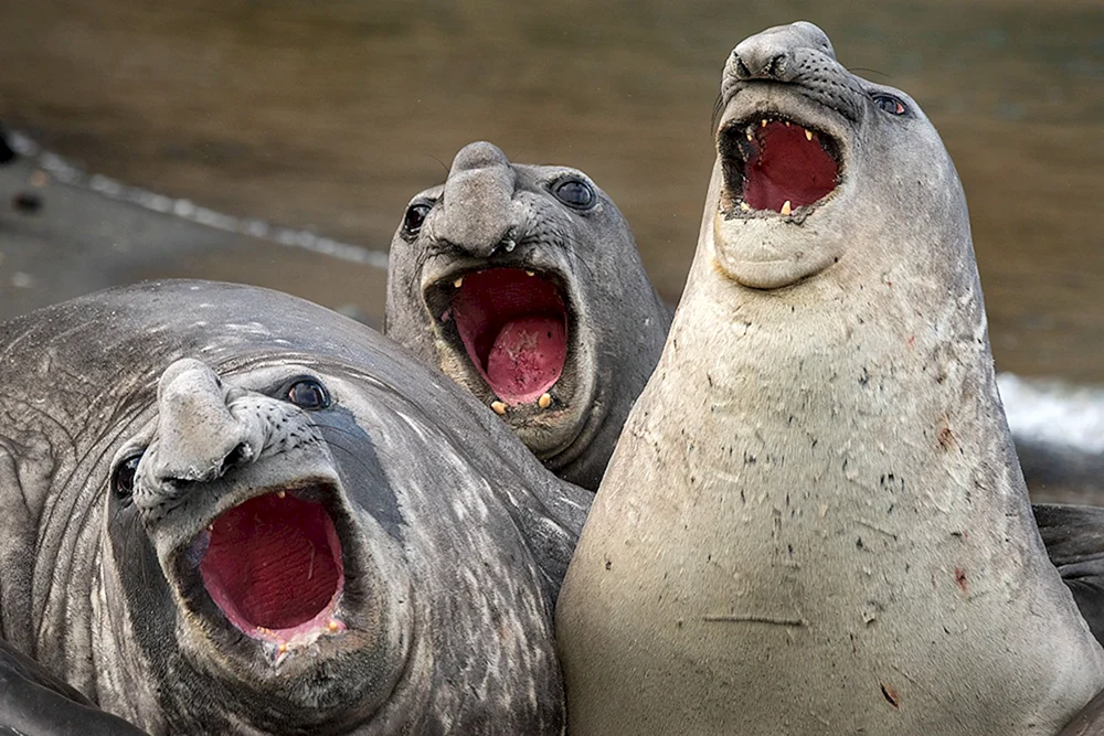 Marinelefantenqualle