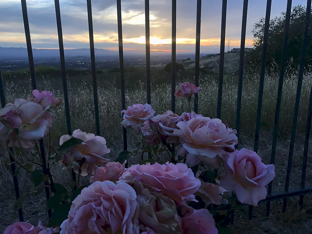 Morute Aesthetica