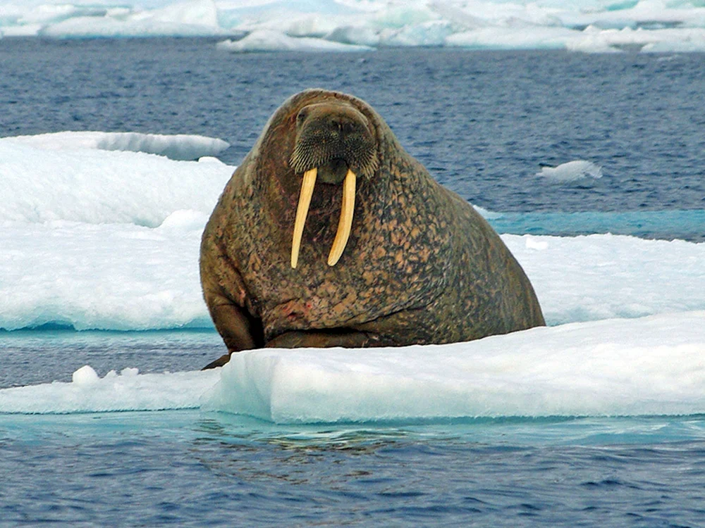 Königspinguin und Antarktischer Pinguin