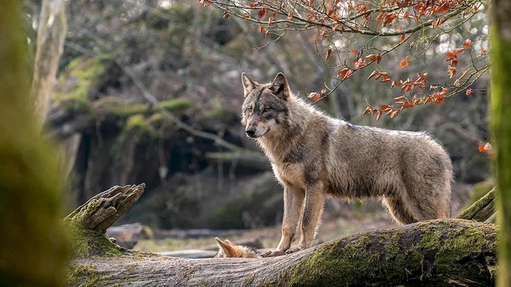 Mosbakh Wolf