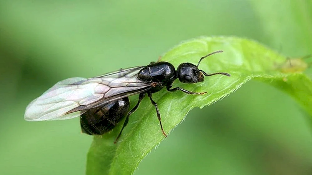 Betilidenfliegen