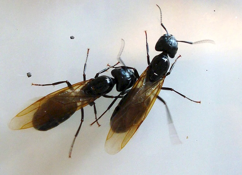 Käfer, die wie Ameisen mit Flügeln aussehen