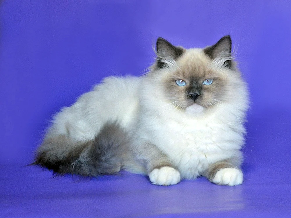 Nevsky masquerade cat peachy