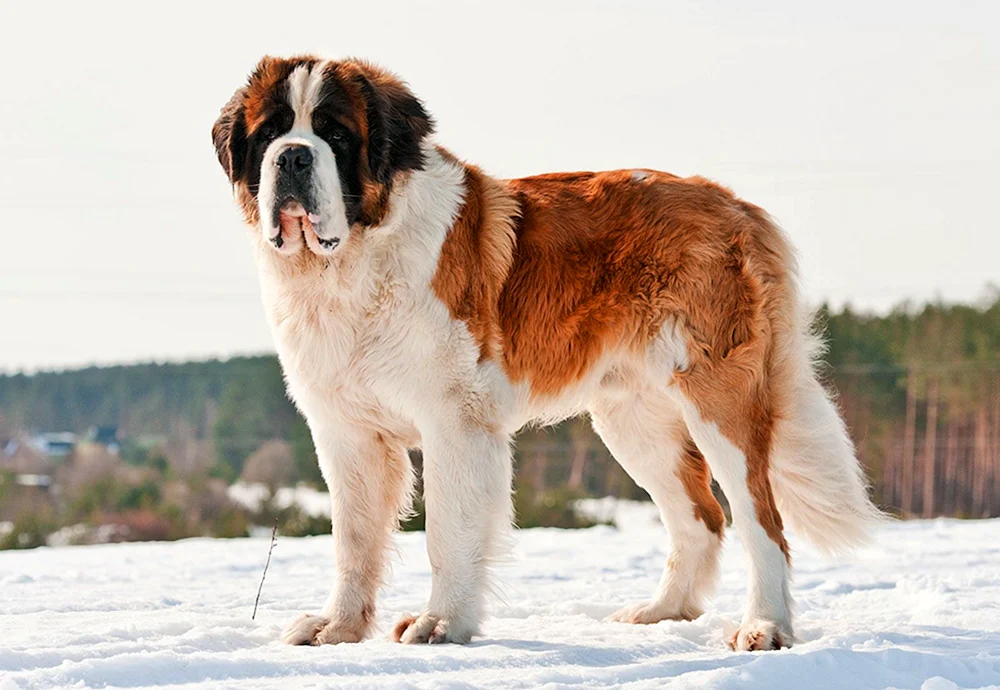 Leonberger