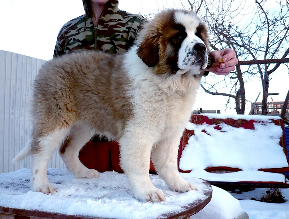 Moskauer Wachhund und Alabai