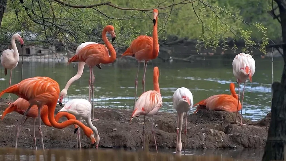 Moskauer Zoo Flamingo