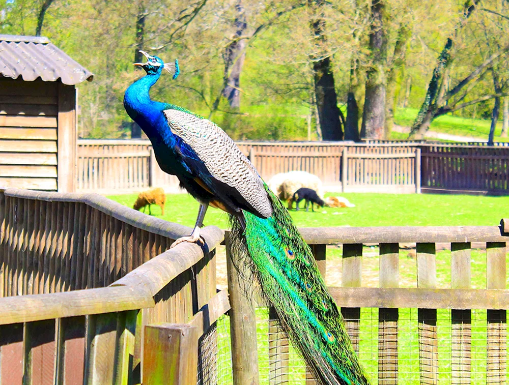 Moskauer Zoo Pfau