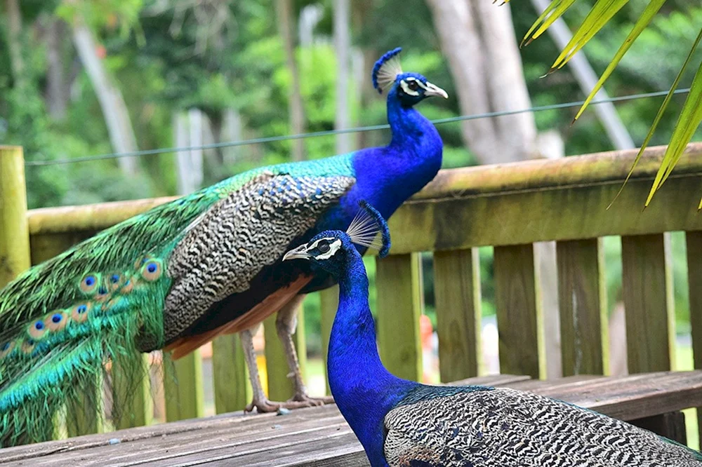 Moskauer Zoo Pfau