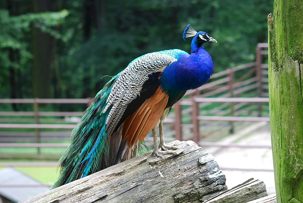 Moskauer Zoo Pfau