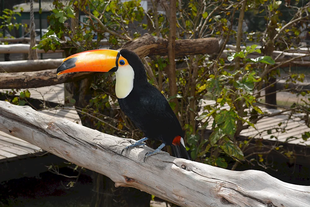 Moskauer Zoo Tukan