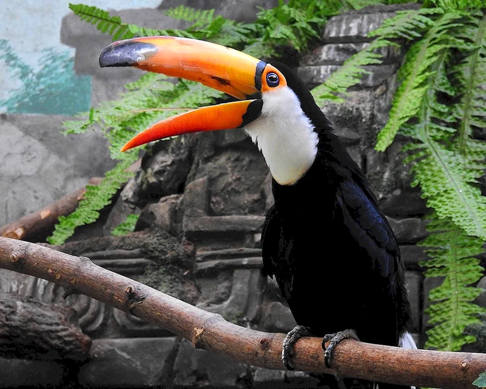 Moskauer Zoo Tukan