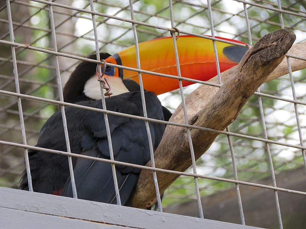 Moskauer Zoo Zoo Tukan