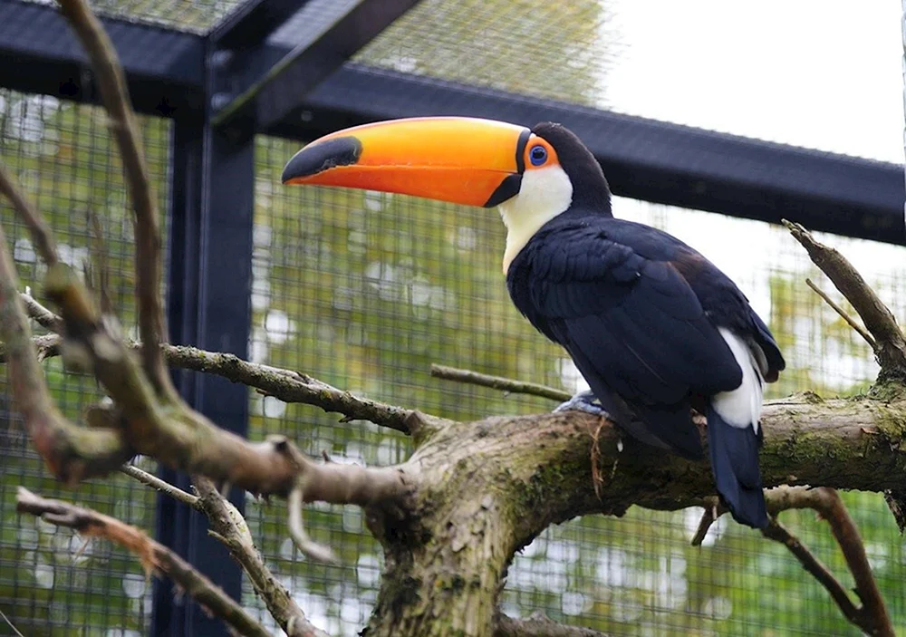 Moskauer Zoo Tukan