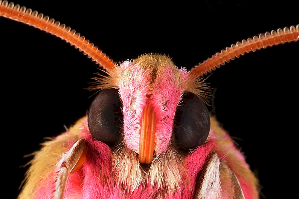 Tagpfauenauge Schmetterling Mimikry