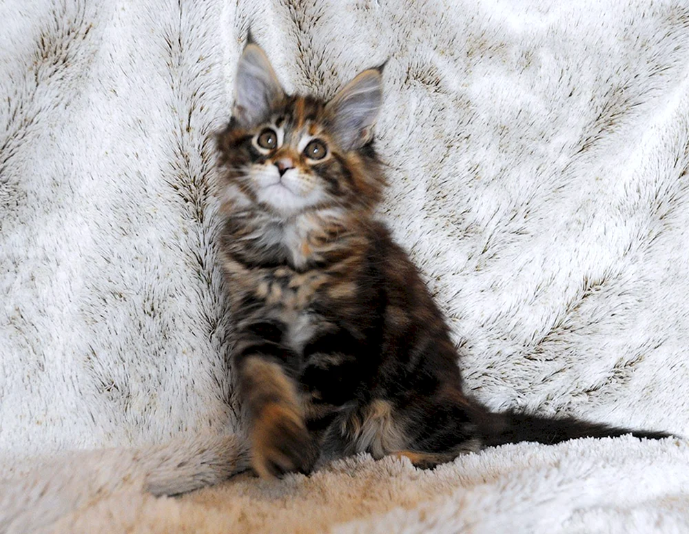 Maine Coon marmoriert