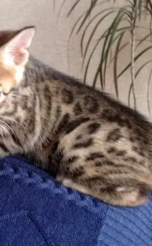Marmorierte Bengalkatze métis