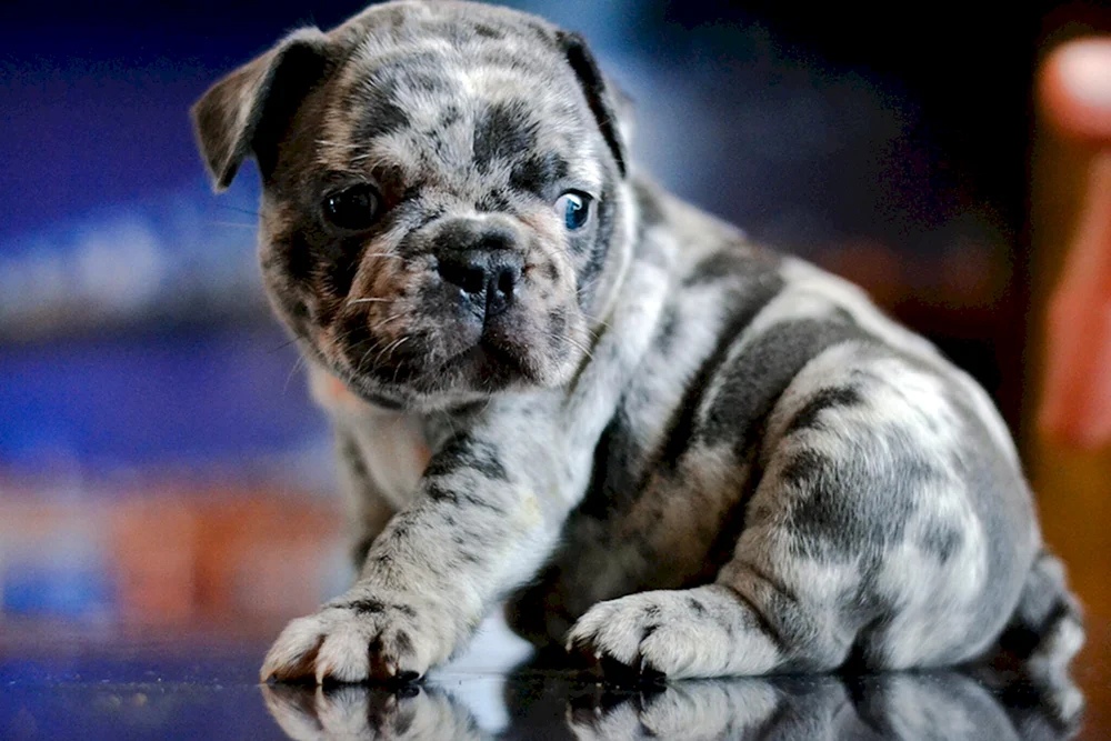 Französische Bulldogge Farbe Merle