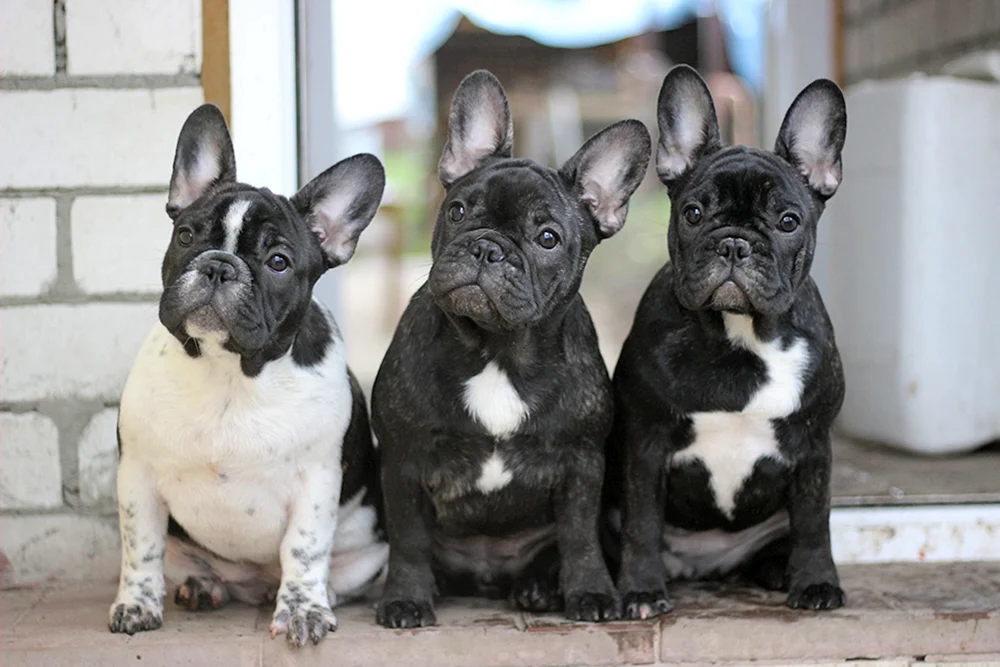 Französische Bulldogge mini