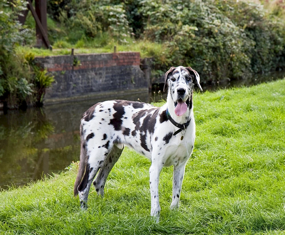Marmorierter Royal Greyhound