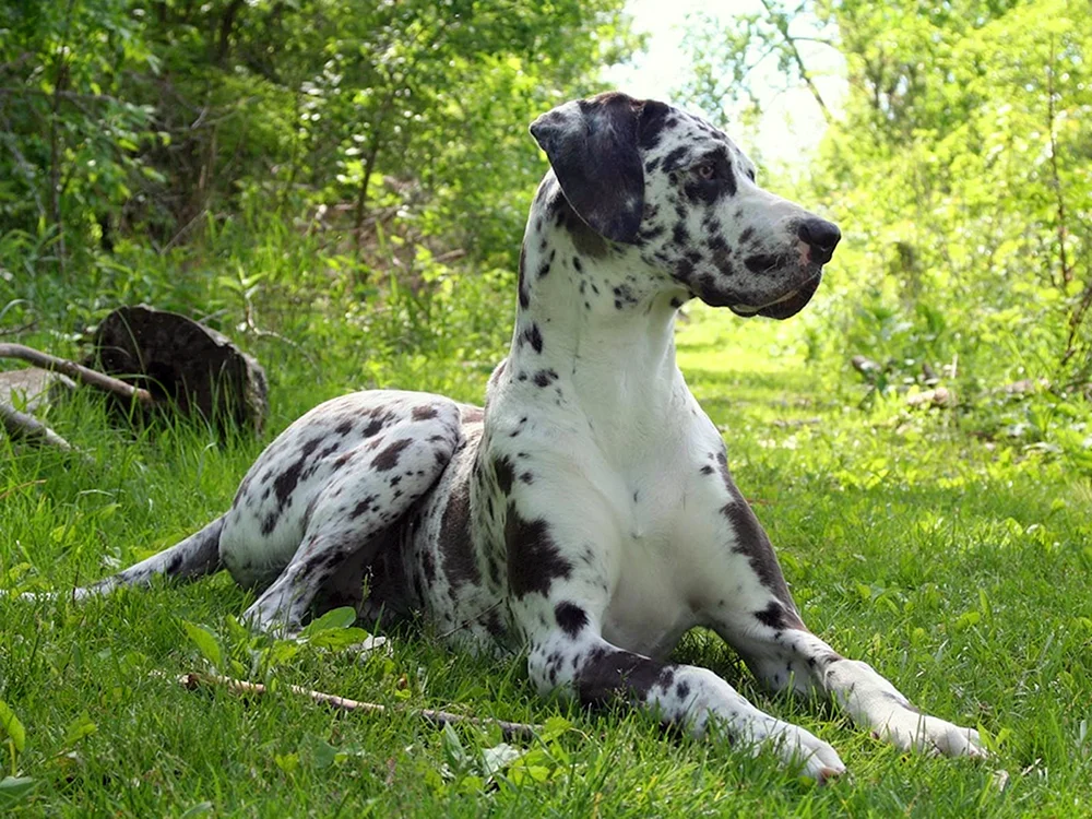 Marmorierter Royal Greyhound