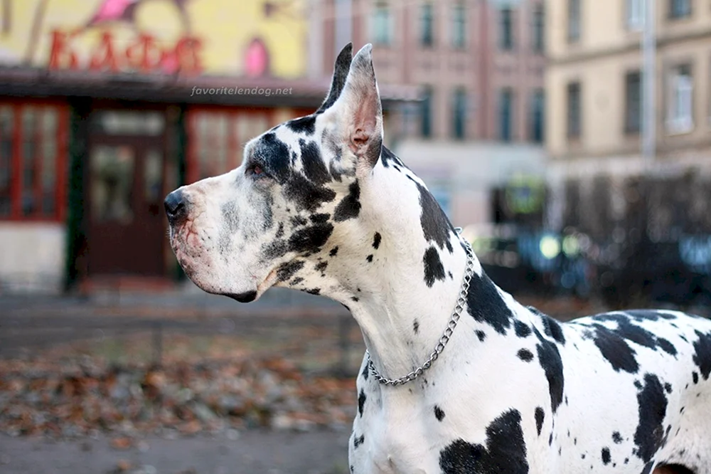 Marmorierter Harlequin Greyhound.