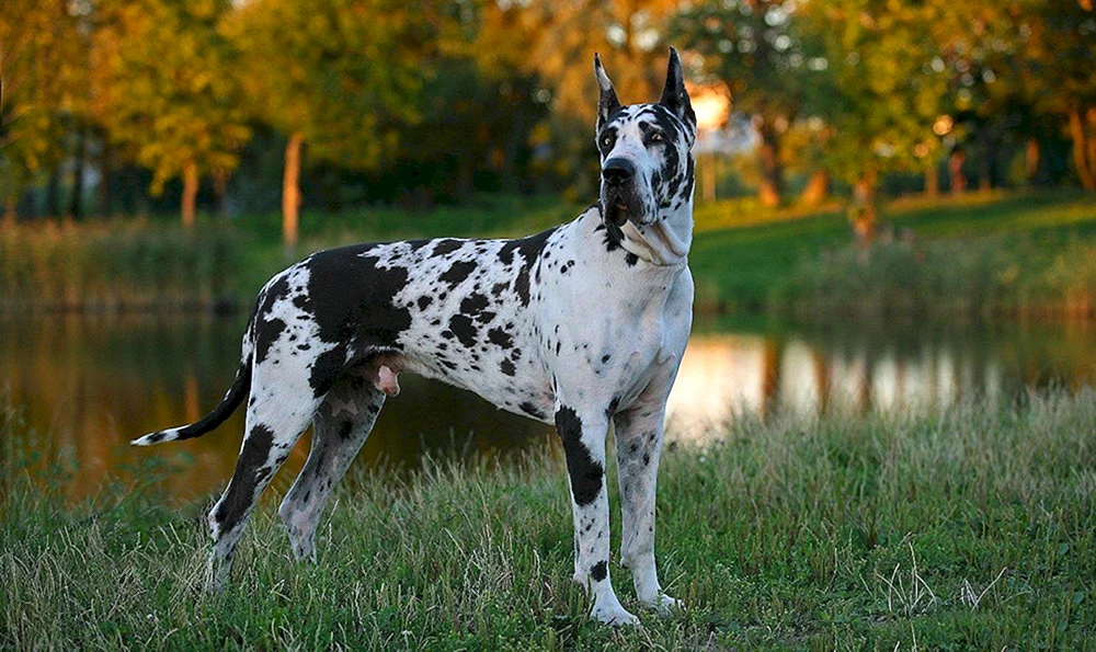 Blaue Dogge reinrassig English Royal Dog