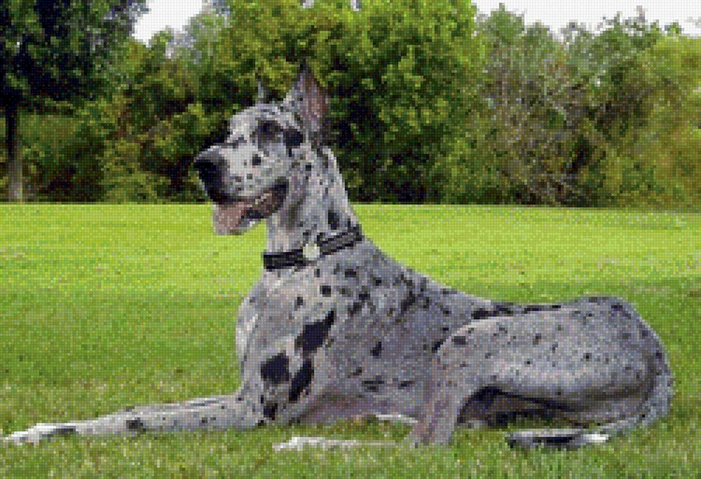 Marmorierter Hund Harlekin