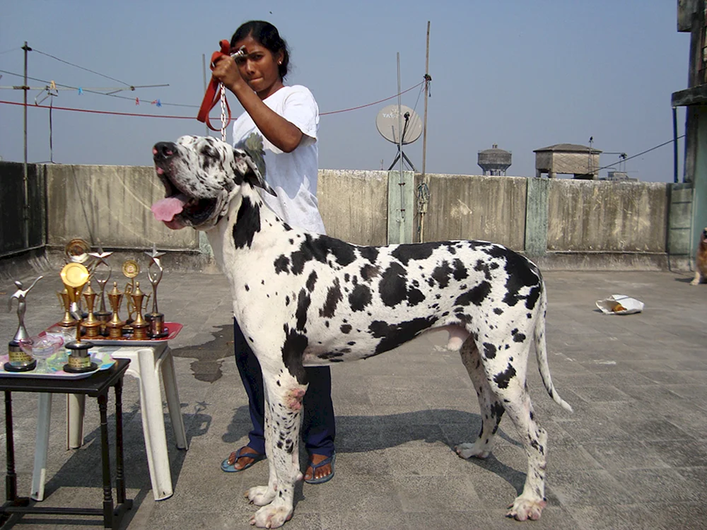 Marmorierter Hund Harlekin