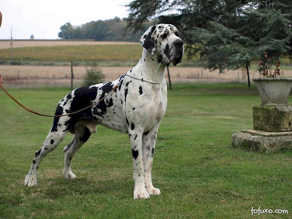 Marmorierter Hund Harlekin
