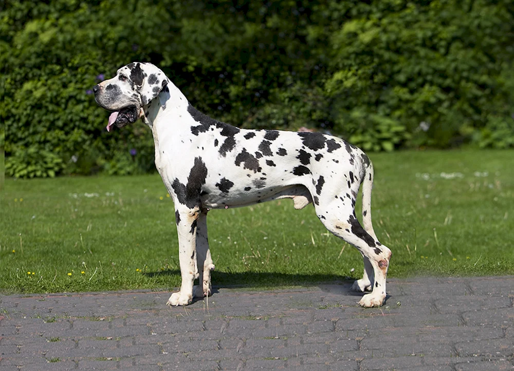 Königshund Harlekin