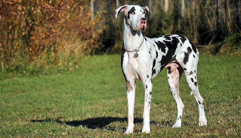 Königshund Marmoriert