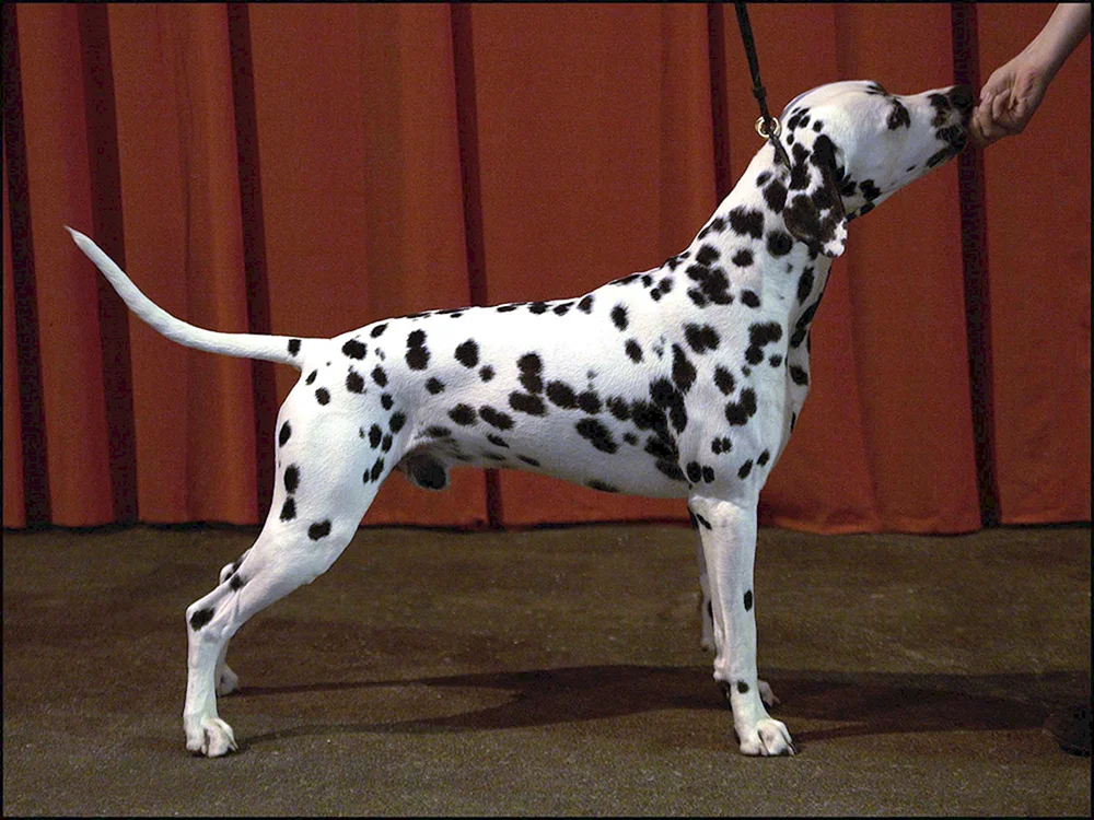 Marmorierter Royal Greyhound