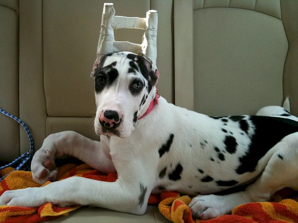 Marmorierter Harlekin Greyhound